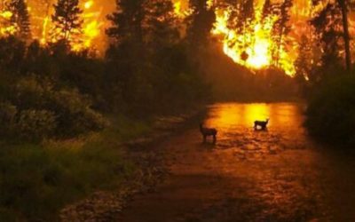 Prayer for Gatlinburg